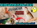 🪺🦜 Mira lo que ha pasado | Cría Jilgueros Parva  #jilgueros #aviario #aviary #goldfinch #cardellino