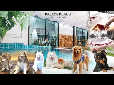 Pet Friendly | Basaya Beach Hotel & Resort