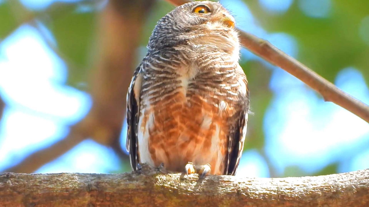 Beautiful Asian Owl Perches on a High Tree Waiting for a Friend