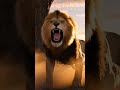 Drone Aerial view of the lion king. #wildlife #animalshorts #lionking #shorts