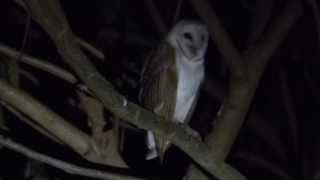 Barn Owl screeching at Sunderbans