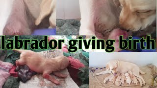 helping my pregnant labrador dog give birth to 10 cute puppies || labrador puppies by Dog baba Lucky dagar 63,590 views 2 years ago 11 minutes, 29 seconds