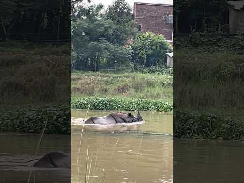 Look what the rhino is trying to do underwater? 😲🦏💦 #onehornedrhino #wildanimals #vairalshort