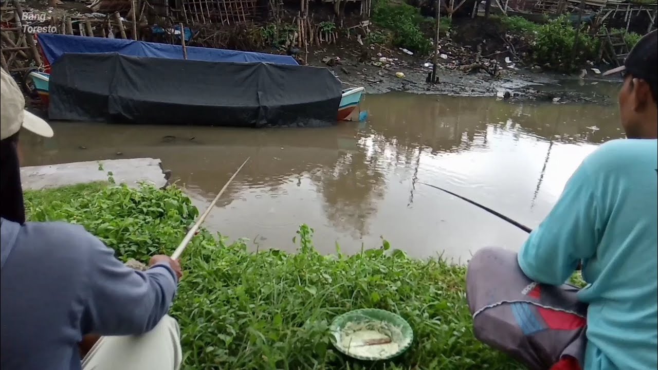 mancing belanak umpan lumut ketemu shockbreaker