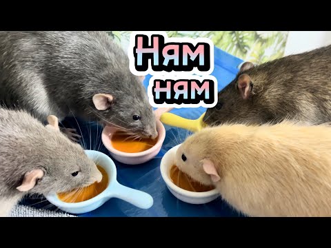 Крысы едят детское питание 🍼 Я вышла на работу 👱🏻‍♀️