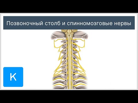 Позвоночный столб и спинномозговые нервы - Анатомия человека | Kenhub