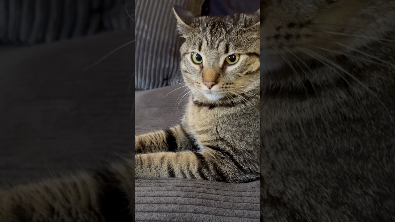 Super Cute Cat Antics Compilation 😺 Funny, Adorable & Heartwarming Cat Clips 