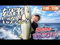 ヒラマサ２０キロを追う！！