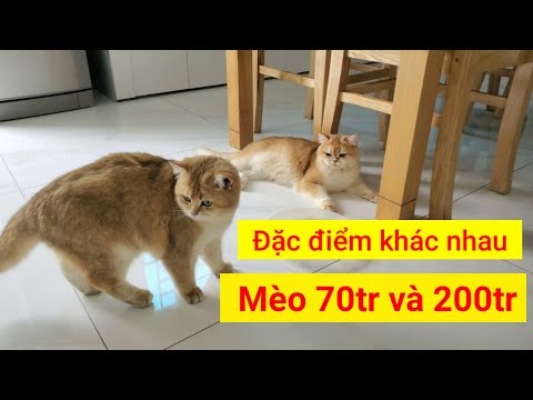 Video Đặc điểm khác nhau giữa các loại mèo Golden - youtube