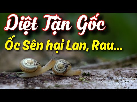 Diệt ốc sên hại vườn rau, chậu Lan... của bạn rất đơn giản chỉ sau 1 đêm là chết hết | Foci