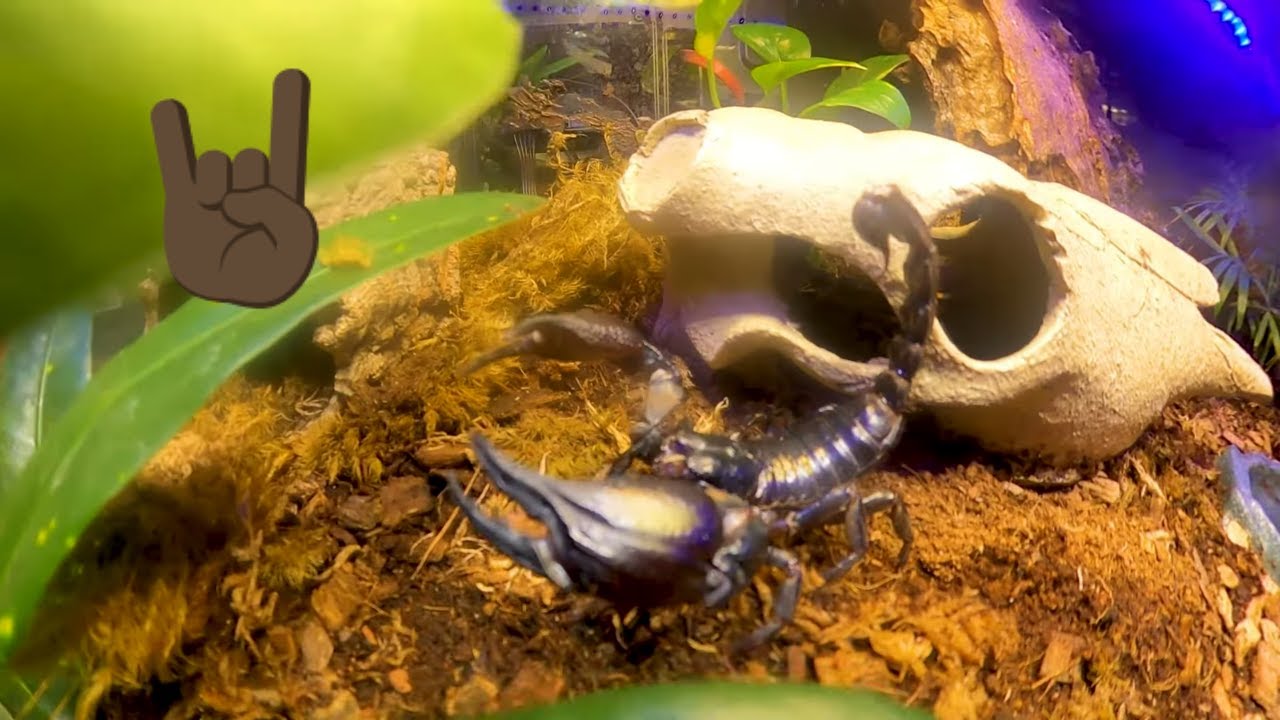 I Feed My Heterometrus Spinifer Asian Forest Scorpion Bioactive i-feed-my-heterometrus-spinifer-asian-forest-scorpion-bioactive
