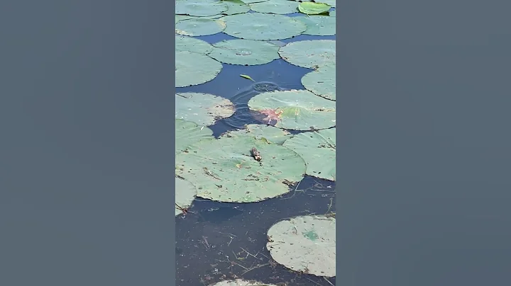Yes, Frogs Do Jump From Lily Pads!