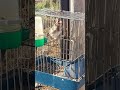 ابو سناوية وزلغوطة هايج 