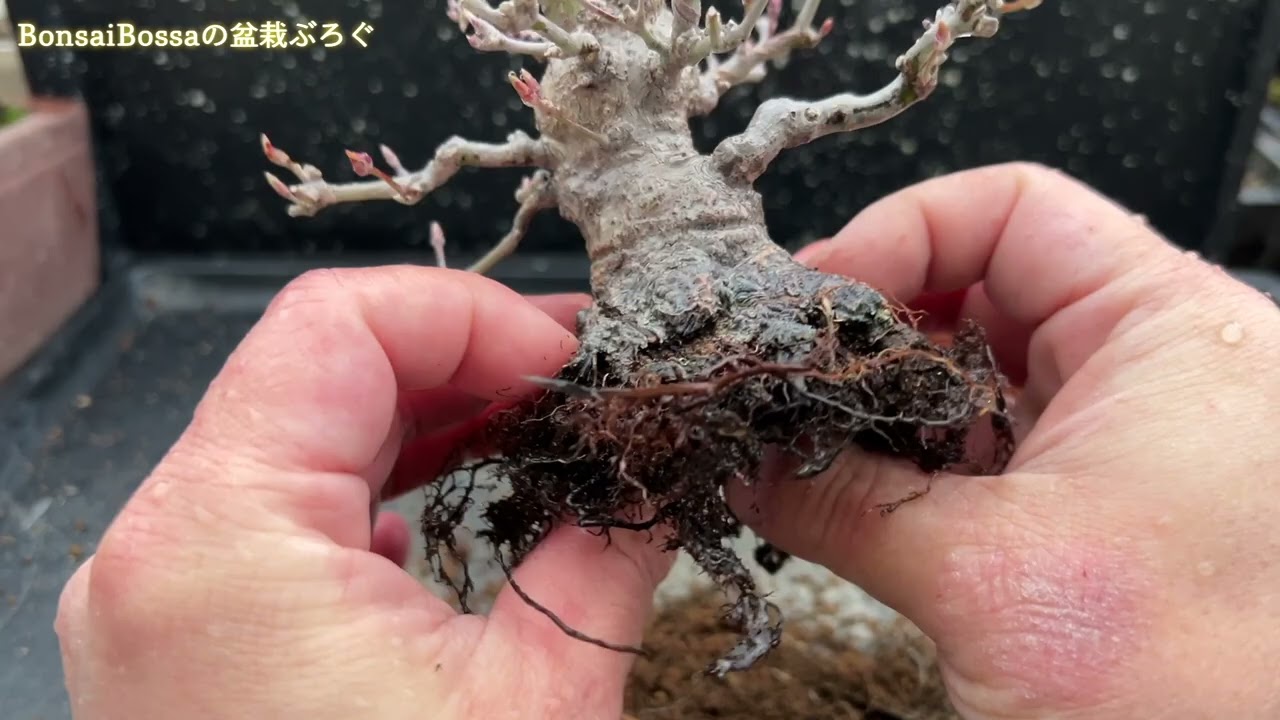 YMJ4】座がごっちーミニ山もみじの植え替え #盆栽 #bonsai - YouTube