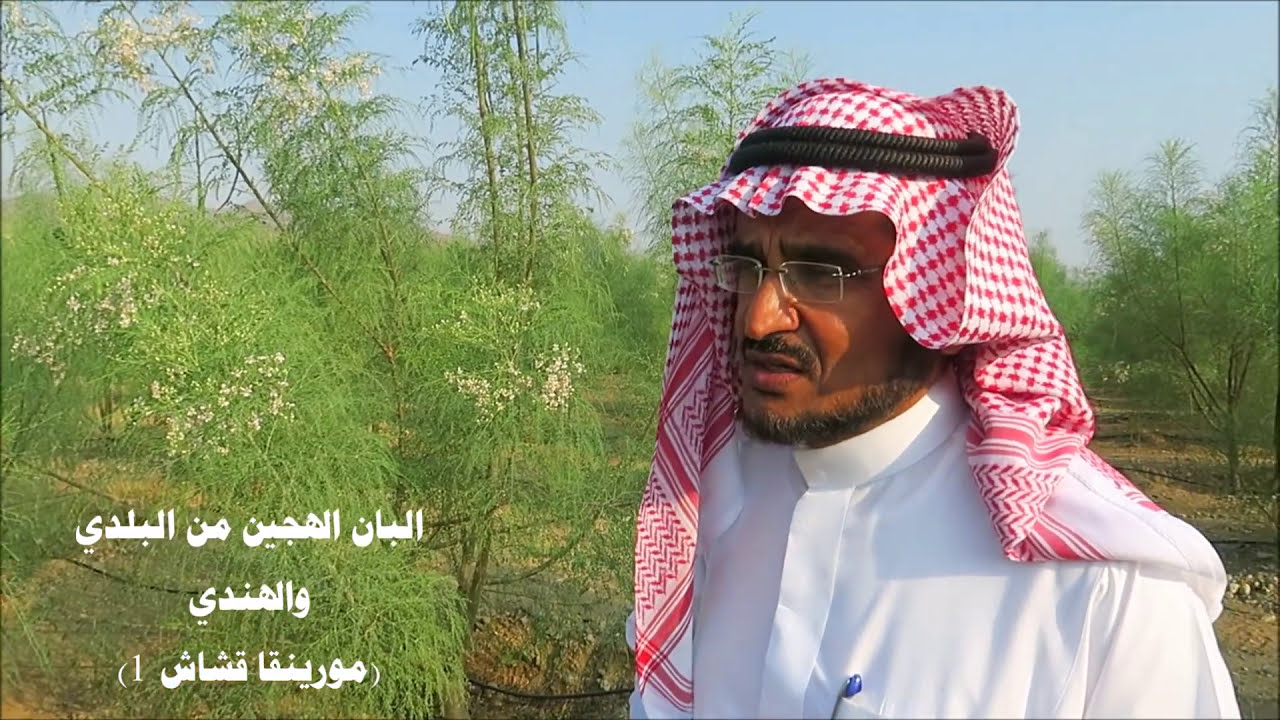 المورينجا في السعودية شجرة خليط المورينجا