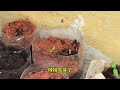 务农20天交作业汇总：第一波种子烧根严重，丝瓜苗被虫吃了不少！辣椒长得好慢！小葱全军覆没！玫瑰很顽强，静待花开！