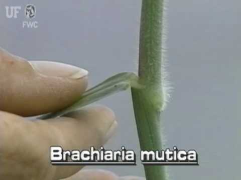 paragrass (Urochloa mutica syn. Brachiaria mutica)