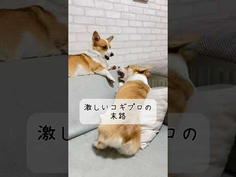 激しいコギプロの結果 #コーギー多頭飼い #コーギー #コーギー犬 #かわいい犬 #ココちゃんファミリー