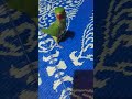 Latestyoutubeshortstrenddingparrotloveinstareelsinstagram         walking parrot 