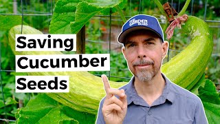 Saving Your Cucumber Seeds For A Resilient Garden