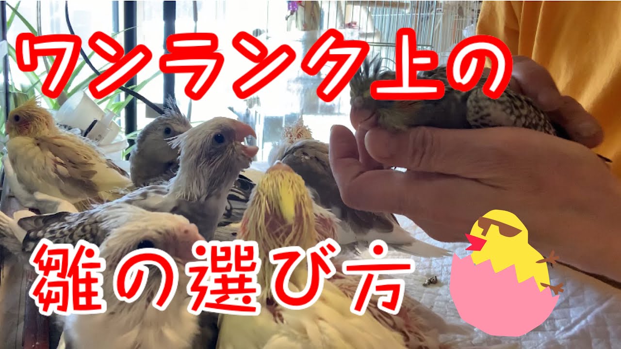 [オカメインコ] ワンランク上の雛の選び方