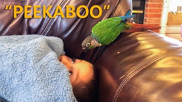 Playing Hide and Seek with Trello (Talking Green Cheek Conure)