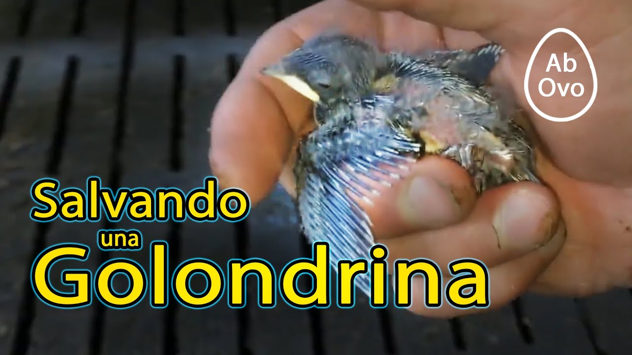 Traté de salvar a una Golondrina bebé
