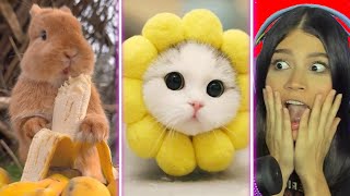 ANIMALES súper TIERNOS de TIKTOK que te harán reír