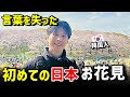 人生初|日本桜の森で言葉を失った韓国人|人生で一番感動した景色