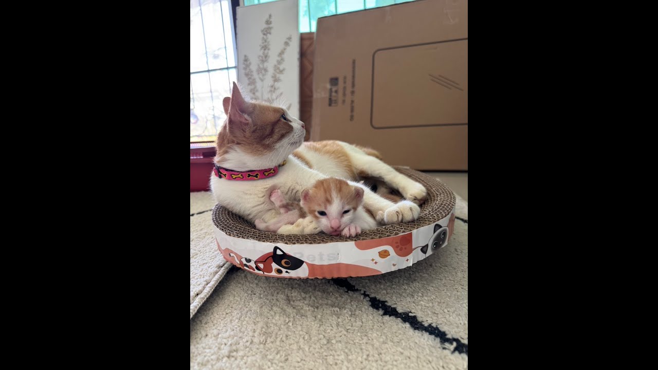 ネコ一家を保護しました。