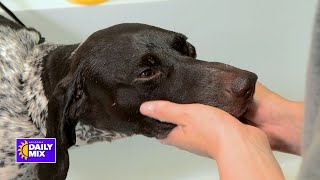 Doggie Daycare and the Dogtopia Foundation