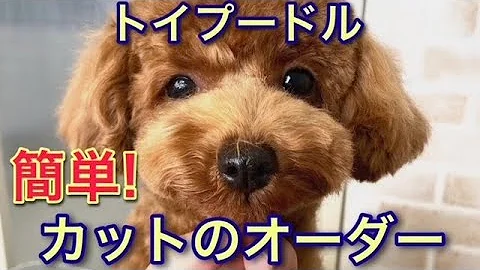 トイ プードル サマー カット スタイル تحميل Download Mp4 Mp3
