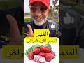 فوائد الفجل
