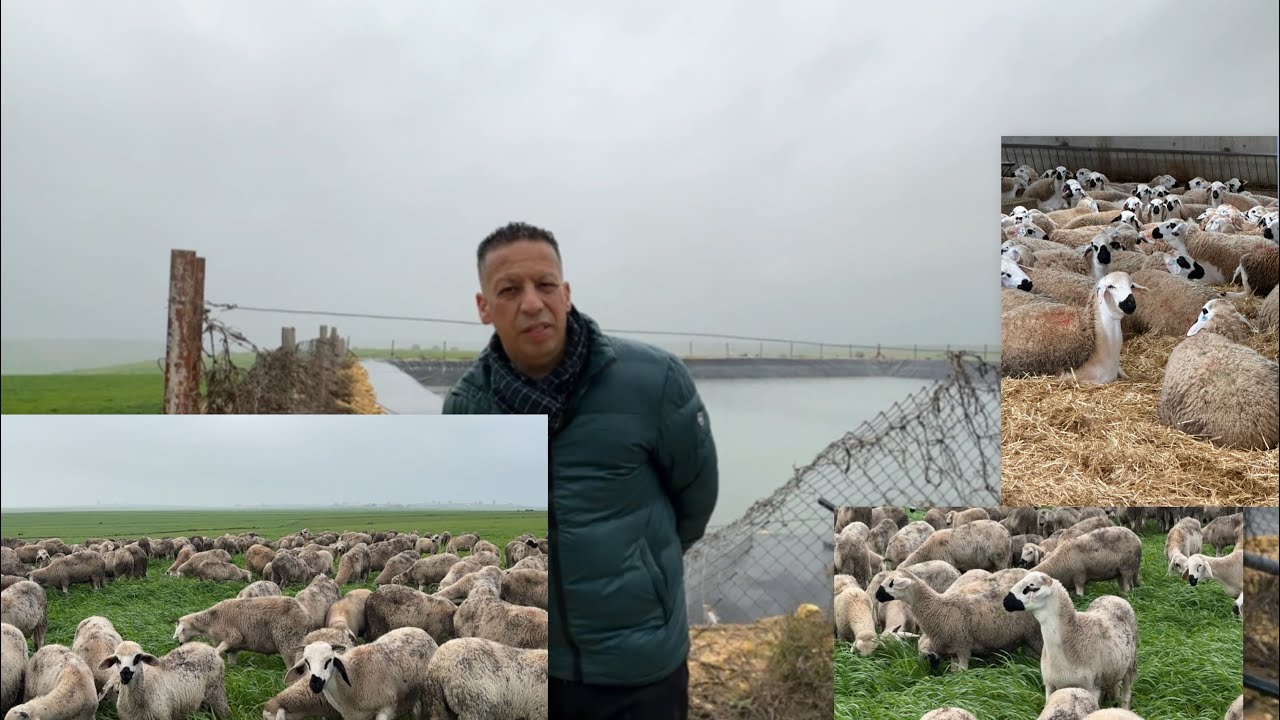 1500 نعجة صردية تعيش فوق 140 هكتار مسقية  🐑 في ضيعة فريد المزابي ANOC 2026