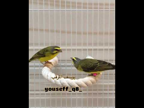 تغريد ياسمين موزمبيق Serinus Mozambicus