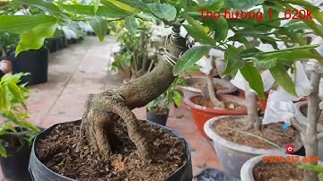 Cúc thọ hương | Cúc bi tiên sinh | Cúc cam | Móng rồng ( 05/06/20)