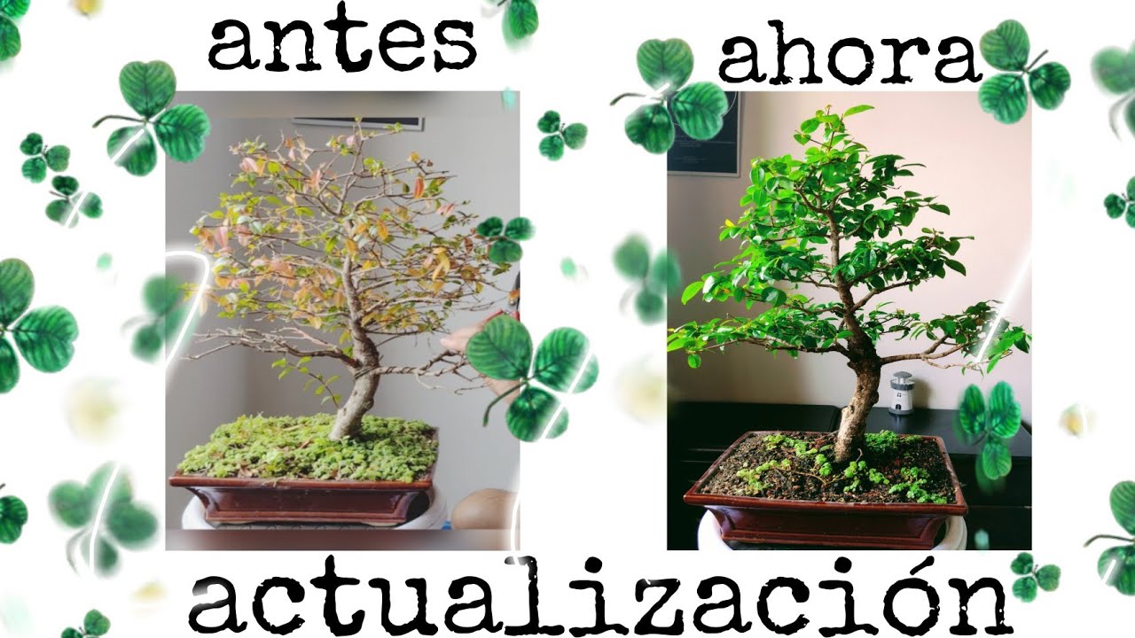 actualización GUAYACÁN de MANIZALES bonsai