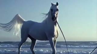 Atlara ve Uzaklara Hayran / İsmet Özel