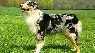 Australian Shepherd  AKC Dog Breed Series