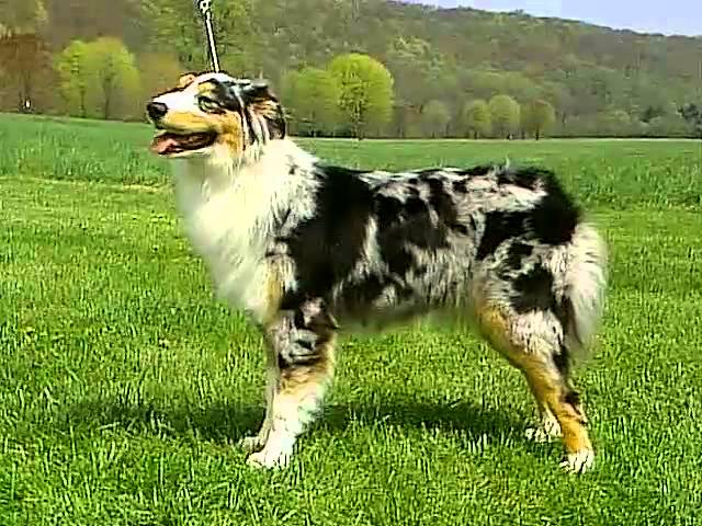 Australian Shepherd - AKC Breed Series - YouTube