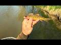 Wisconsin Trout Fishing - 5/2/2026 - YouTube