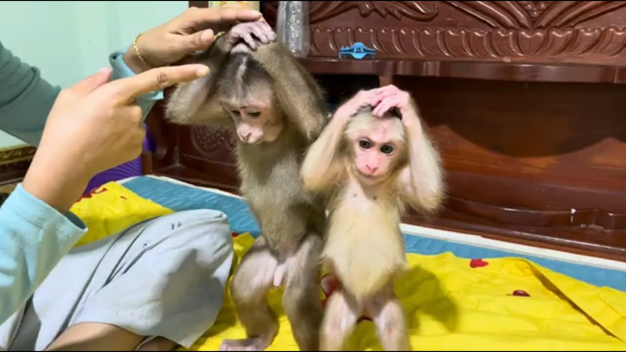 Baby monkey Miker Bella got warning befor drink milk