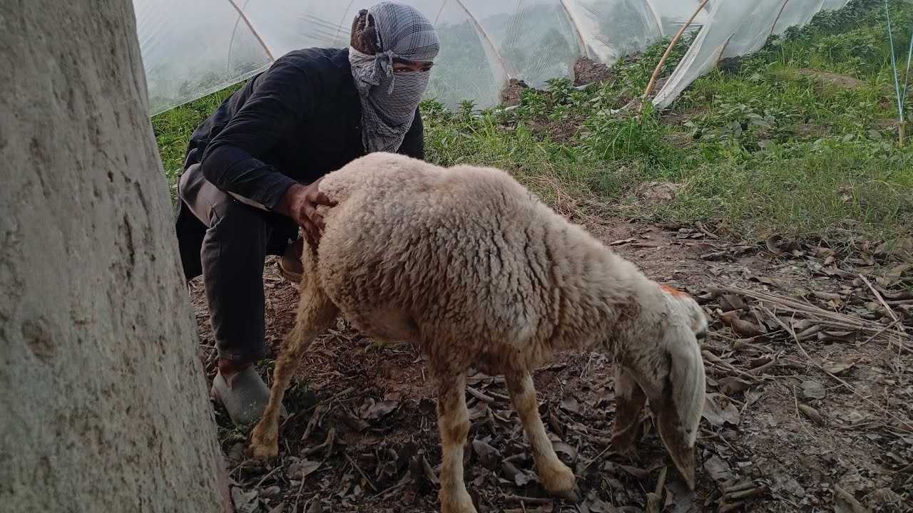 OMG 😱 Boy Playing Sheep Goat In Washroom 🤣