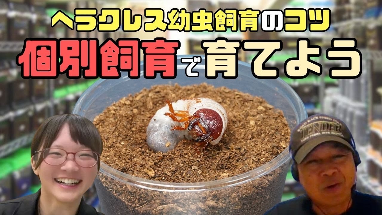 ヘラクレスオオカブト飼育方法！大きくさせるコツは、個別飼育！！｜【クワカブ広場】名人Shihoのクワカブ飼育相談室！会員は無料で配信中！〈10月20号〉