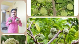 custard apple  ?, sweet apple , seetafal