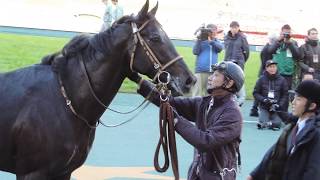 ウィナーズサークル の競走馬情報 Pog Info