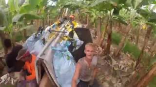 GOPRO: Banana Farm - Innisfail, Australia