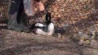 Gooseneck Hill Waterfowl Farm
