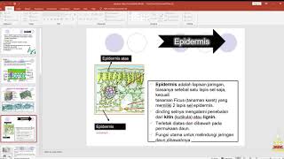 Biologi - Struktur Anatomi Daun