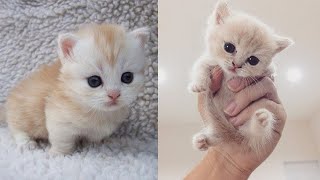 Baby Cats - Funny and Cute Cat Videos Compilation 2021 by Viral Tech Hub 252 views 3 years ago 5 minutes, 49 seconds